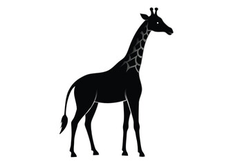 Fototapeta premium giraffe Silhouette on White Background 