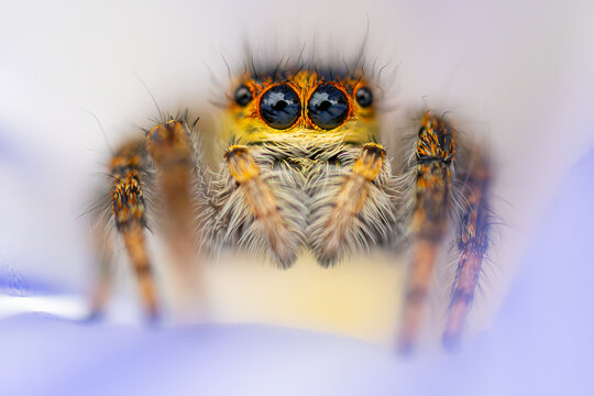 Close-up view of a tiny jumping spider in natural light