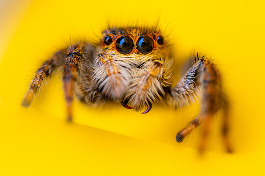 Detailed close-up of a jumping spider on a yellow background