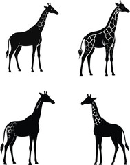 giraffe Silhouette on White Background 