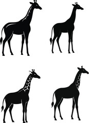 giraffe Silhouette on White Background 