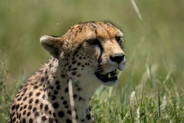 Close-up of a cheetah in the grasslands, showing its face and spotted fur in natural habitat