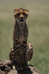 Young cheetah sitting on a rock in the savannah with a blurred background.