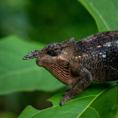 Close-up of a chameleon resting on a green leaf with a blurred natural background