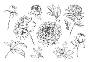 Set of hand drawn vector peonies and leaves in black and white sketch style © natality