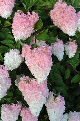 White and pink flowers of Hydrangea paniculata or panicled hydrangea flowering plant in full bloom and blossom in summer with green leaves