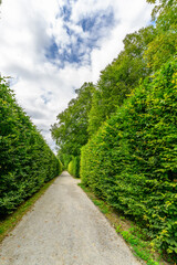 A path in a forest park among green trees