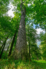 View of a big green tree from the ground