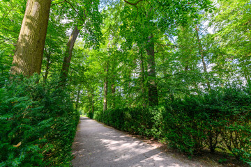 View of a big green tree from the ground