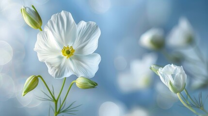 Fototapeta premium A tight shot of a white bloom against a blue backdrop, illuminated by soft focus light emanating from its core