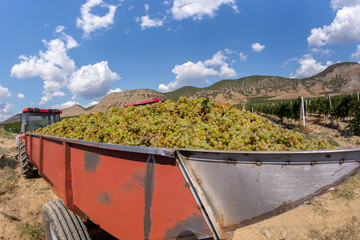 Harvesting grapes