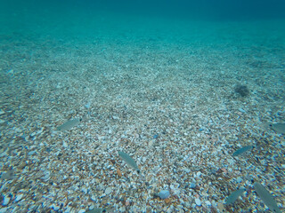 Underwater sea fishes in the Numana beach, Riviera del Conero, Marche region, Italy