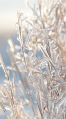 Fototapeta premium Close-up shot of grass stalks covered in ice, illuminated by the sun on a bright winter day. The ice crystals sparkle and glisten, creating a delicate and ethereal scene.