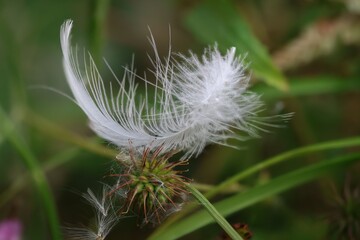 Close-up of a delicate white feather caught on a spiky plant in a green natural background