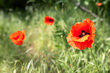 Obraz premium A horizontal image of red poppies in a meadow The sharp focus on one poppy contrasts with the blurred background creating a vivid and lively spring scene