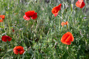 Obraz premium Field of vibrant red poppies in full bloom, set against a backdrop of lush green foliage, capturing the beauty of nature and the delicate details of the flowers