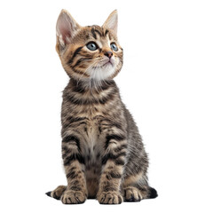 Fototapeta premium A cat looking up isolated on a transparent background for web, banner, wallpaper