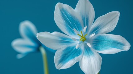  A tight shot of a blue-and-white bloom atop a verdant green stem against a backdrop of deep blue