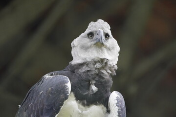 The harpy eagle (Harpia harpyja) is a large neotropical species of eagle. It is also called the...