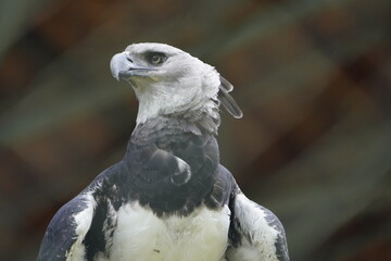 The harpy eagle (Harpia harpyja) is a large neotropical species of eagle. It is also called the...