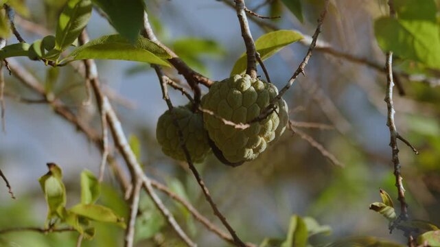 Sweetsop sugar apple fruit ripe on branch
