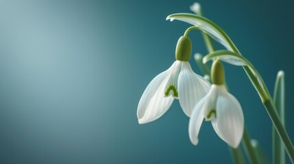 Fototapeta premium a softly blurred iteration of the same flower