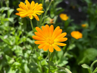 medicinal plant calendula blooming in the flower garden