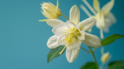 Fototapeta premium A tight shot of a white bloom against a backdrop of green foliage in the foreground, and a blue sky overhead