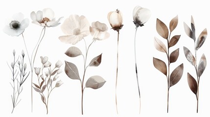 A series of flowers in various shades of white and yellow