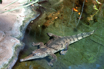 A young Australian crocodile lies in the water