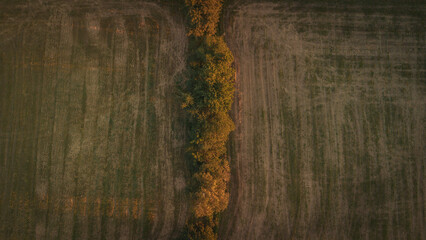 Polish fields at golden hour