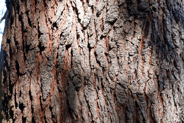 bark of a pine tree