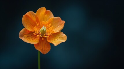  Close-up of an orange flower with water droplets on its petals and a green stem, set against a black backdrop
