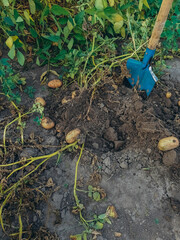 seasonal garden work, harvesting potato, different kind of potato raw from soil , organic food production