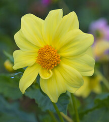 Beautiful close-up of a single-flowered dahlia