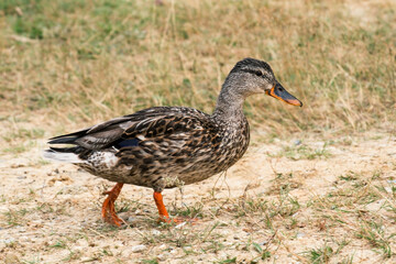 Wild duck walks along a sandy grassy shore