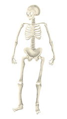 Human skeleton png sticker, festive Halloween illustration, transparent background