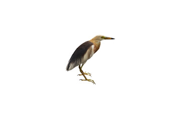 Close-up view of a single broadbill stork isolated on transparent background png file.