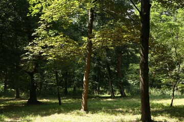 Obraz premium Beautiful trees with green leaves in forest