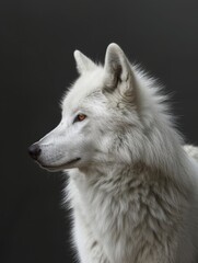 Obraz premium Albino wolf. Studio photography of an animal in white color.