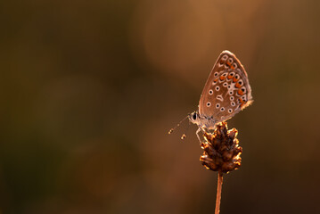 Motyl modraszek na łące o świcie.