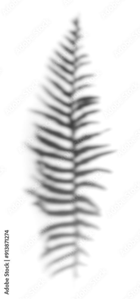 Poster fern leaves shadow design element