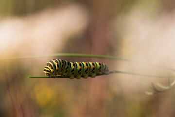 Gąsienica motyla paź królowej na łace. 