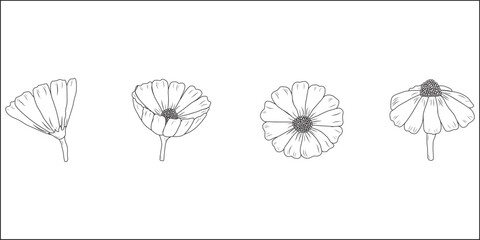 Cosmos flower drawing. Drawing of a flower without color. Flower for coloring. Stages of flower life