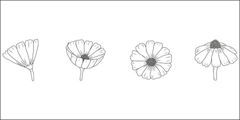 Cosmos flower drawing illustration. Drawing of a flower without color. Flower for coloring. Stages of flower life