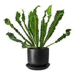 Bird's-nest fern png mockup