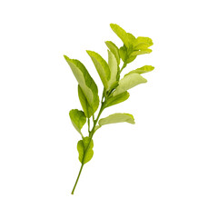 Fresh green lemon leaves branch isolated on transparent background