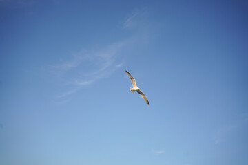 Seagull in blue sky background. High quality photo