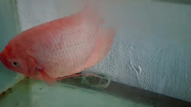 Gourami fish in aquarium