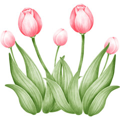 Fototapeta premium Wetlands clipart Png